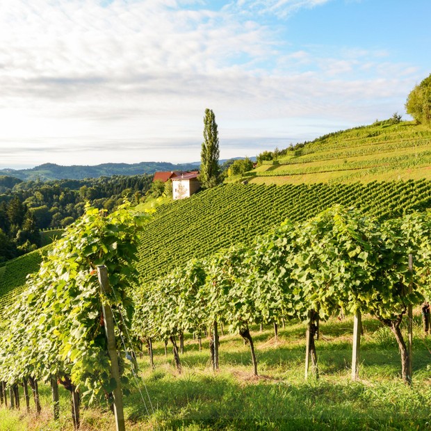 Burčákobraní - deska.jpg