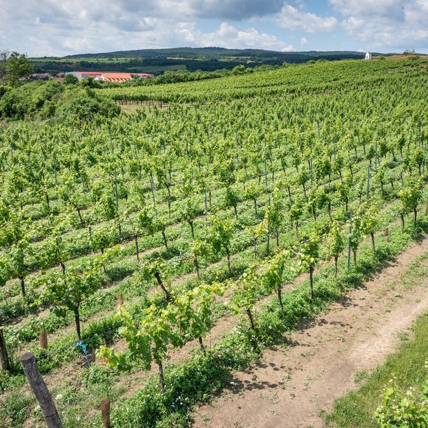 vinarstvi-thaya-vinice.jpg