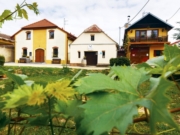 Degustace s Artevini