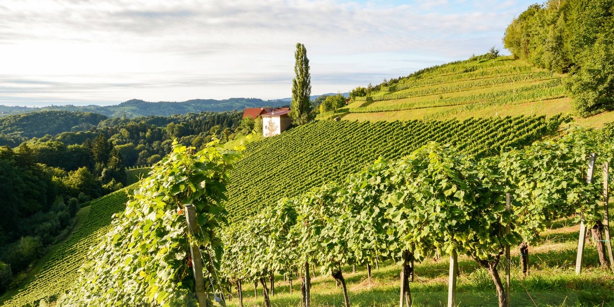 Burčákobraní - deska.jpg